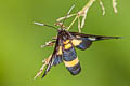 Yellow-ringed Grass Moth