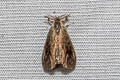 Banana Bagworm Moth Amatissa cuprea