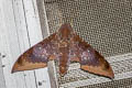 Cinnamon Gliding Hawkmoth Ambulyx moorei