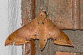 Cinnamon Gliding Hawkmoth Ambulyx moorei