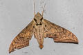 Dark-based Gliding Hawkmoth Ambulyx substrigilis