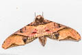 Mango Hawkmoth Amplypterus panopus