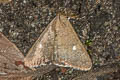 White Point Amyna punctum