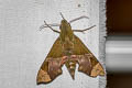 Northern Dark-green Hawkmoth Angonyx testacea