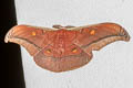 Assam Silkmoth Antheraea assamensis