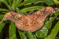 Oak Tasar Silkmoth Antheraea frithi