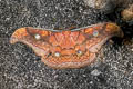 Oak Tasar Silkmoth Antheraea frithi