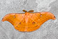 Antheraea helferi