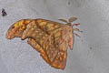 Antheraea larissa