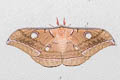 Antheraea roylei