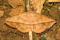 Anticarsia irrorata