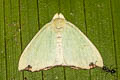 Arctornis rutila