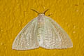 Arctornis submarginata