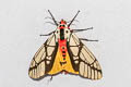 Milky Tiger Moth Areas galactina