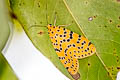 Crotalaria Pod Borer Argina astrea