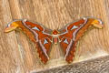 Common Atlas Moth Attacus atlas