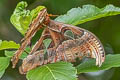 Common Atlas Moth Attacus atlas