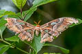 Common Atlas Moth Attacus atlas