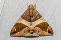 Bastilla crameri