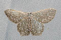 Berta annulifera