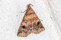 Bertula hadenalis