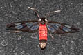 Fouquet's Wasp Moth Caeneressa fouqueti 