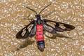 Fouquet's Wasp Moth Caeneressa fouqueti 