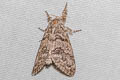 Calliteara axutha