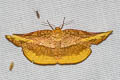 Camptochilus reticulata