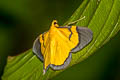 Grey-bordered Yellow Looper Celerena signata