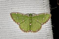 Chlorochromodes dialitha