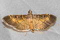 Cnaphalocrocis sp.