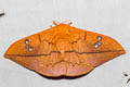 Cricula Silkmoth Cricula trifenestrata 