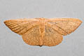 Cyclophora obstataria