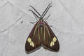 Drury's Jewel Cyclosia papilionaris 