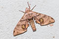 Durian Hawkmoth Daphnusa ocellaris