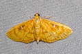 Dichocrocis plenistigmalis