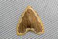 Diduga spinosusa