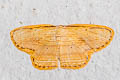 Drapetodes mitaria