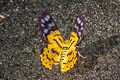 Common False Tiger Moth Dysphania militaris