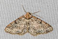 Ennominae sp.