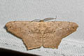 Ennominae sp.