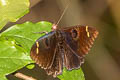 White-barred Owl Moth Erebus hieroglyphica