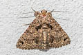 Common Owl Moth Erebus macrops 