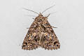 Common Owl Moth Erebus macrops 