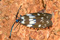 Red Slug Caterpillar Moth Eterusia aedea