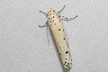 Streaked Ethmia Moth Ethmia longimaculella