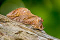 Common Fruit-piercing Moth Eudocima phalonia