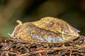 Common Fruit-piercing Moth Eudocima phalonia