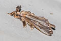 Paulownia Bagworm Moth Eumeta variegata